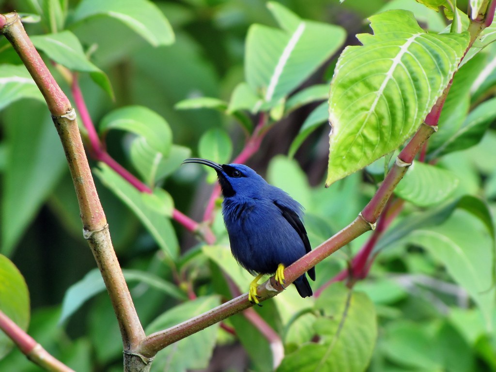 Purple Honeycreeper (Cyanerpes caeruleus)
