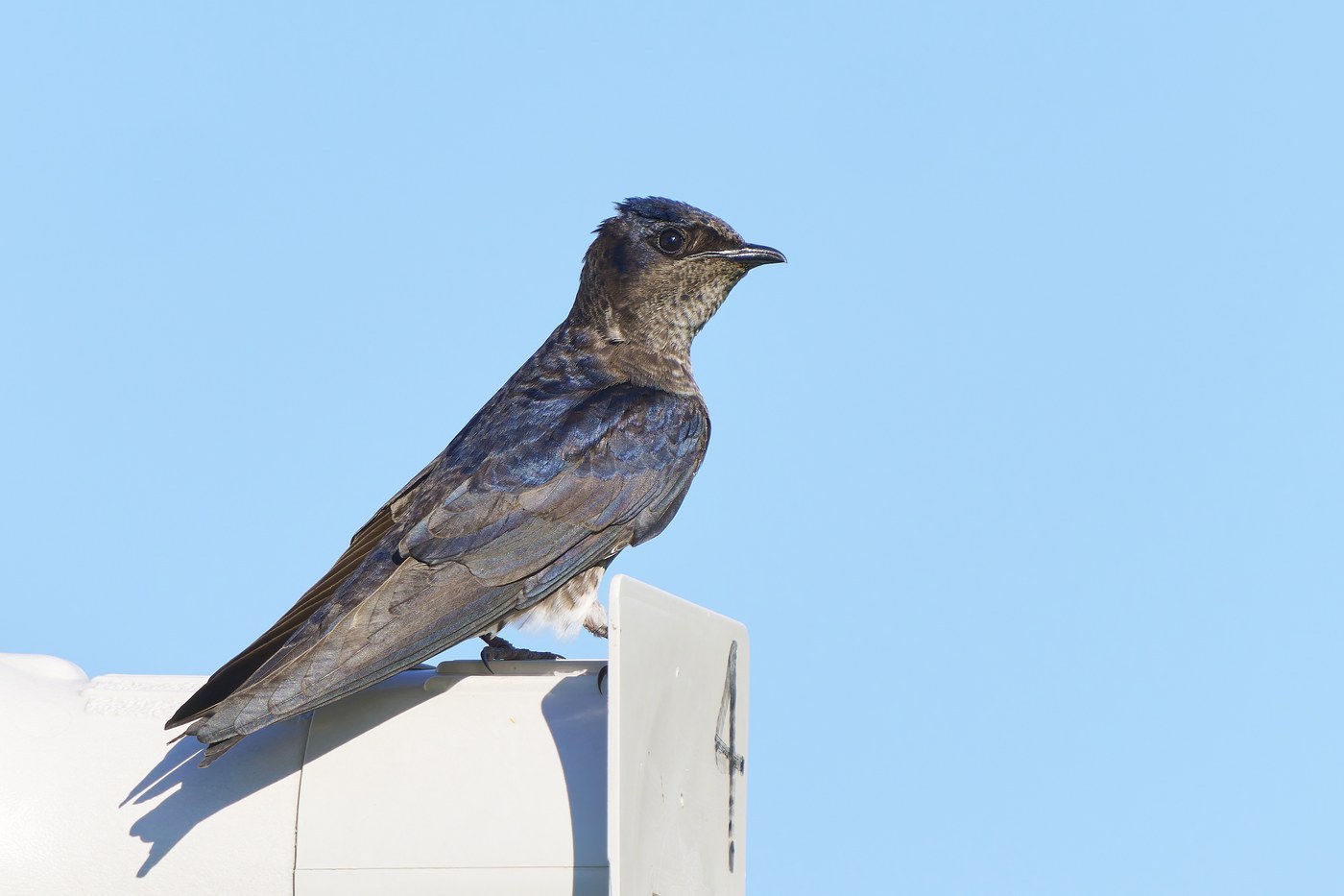 Purple Martin (Progne subis)