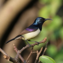 Purple-rumped Sunbird Identification Guide