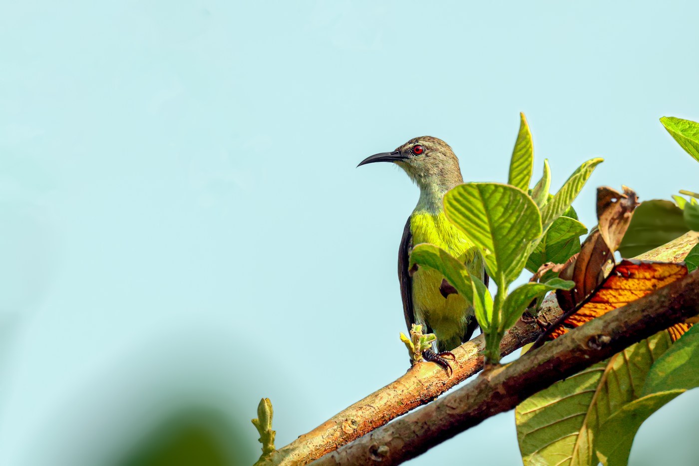 Purple-rumped Sunbird Identification Guide