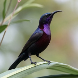 Purple Sunbird Identification Guide