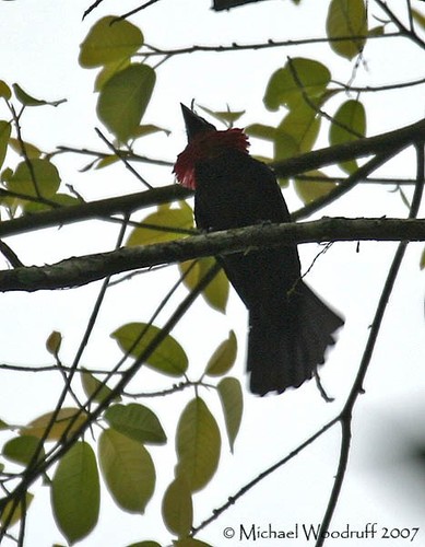 Purple-throated Fruitcrow