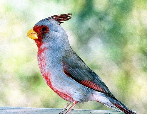 Pyrrhuloxia