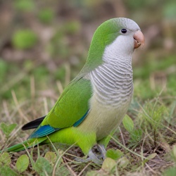 Quaker Parrot Identification Guide
