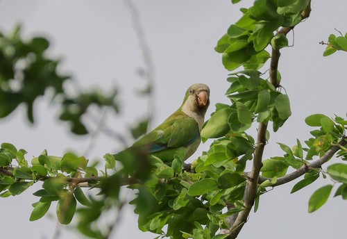 Quaker Parrot