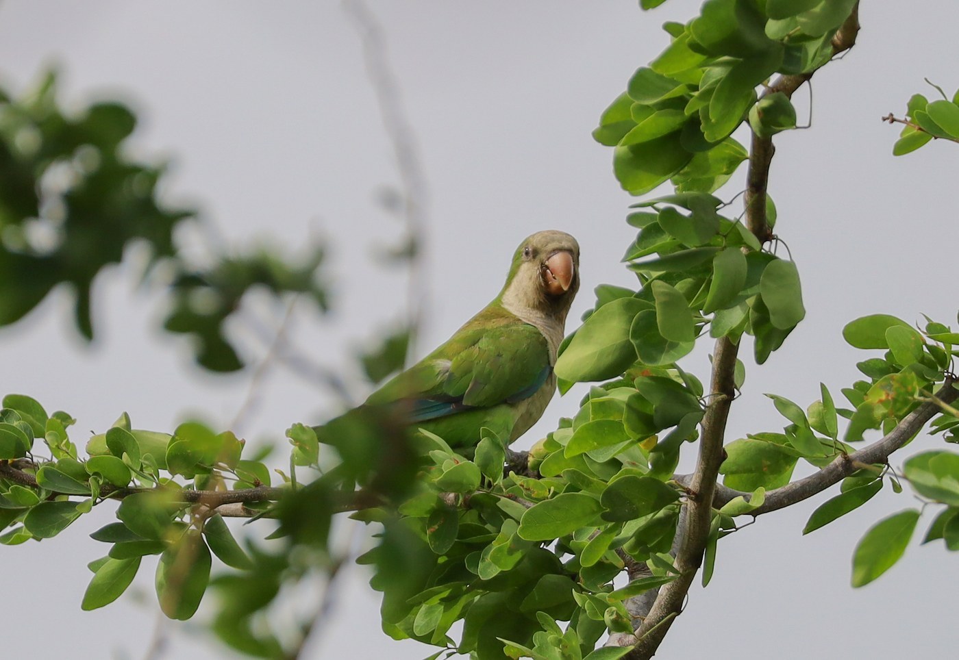 Quaker Parrot (Myiopsitta monachus)