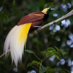 Raggiana Bird-of-paradise Identification Guide