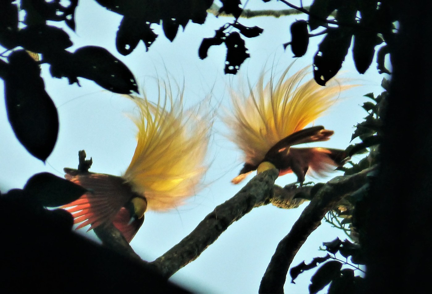 Raggiana Bird-of-paradise (Paradisaea raggiana)