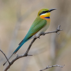 Rainbow Bee-eater Identification Guide