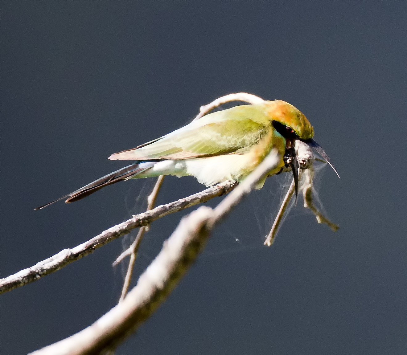 Rainbow Bee-eater (Merops ornatus)