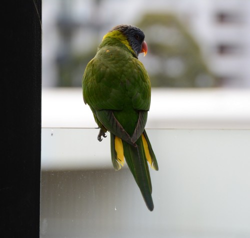 Rainbow Lorikeet
