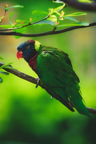 Rainbow Lory