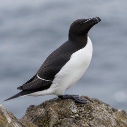 Razorbill Identification Guide