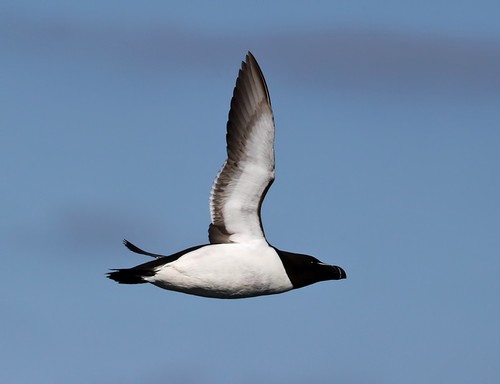 Razorbill
