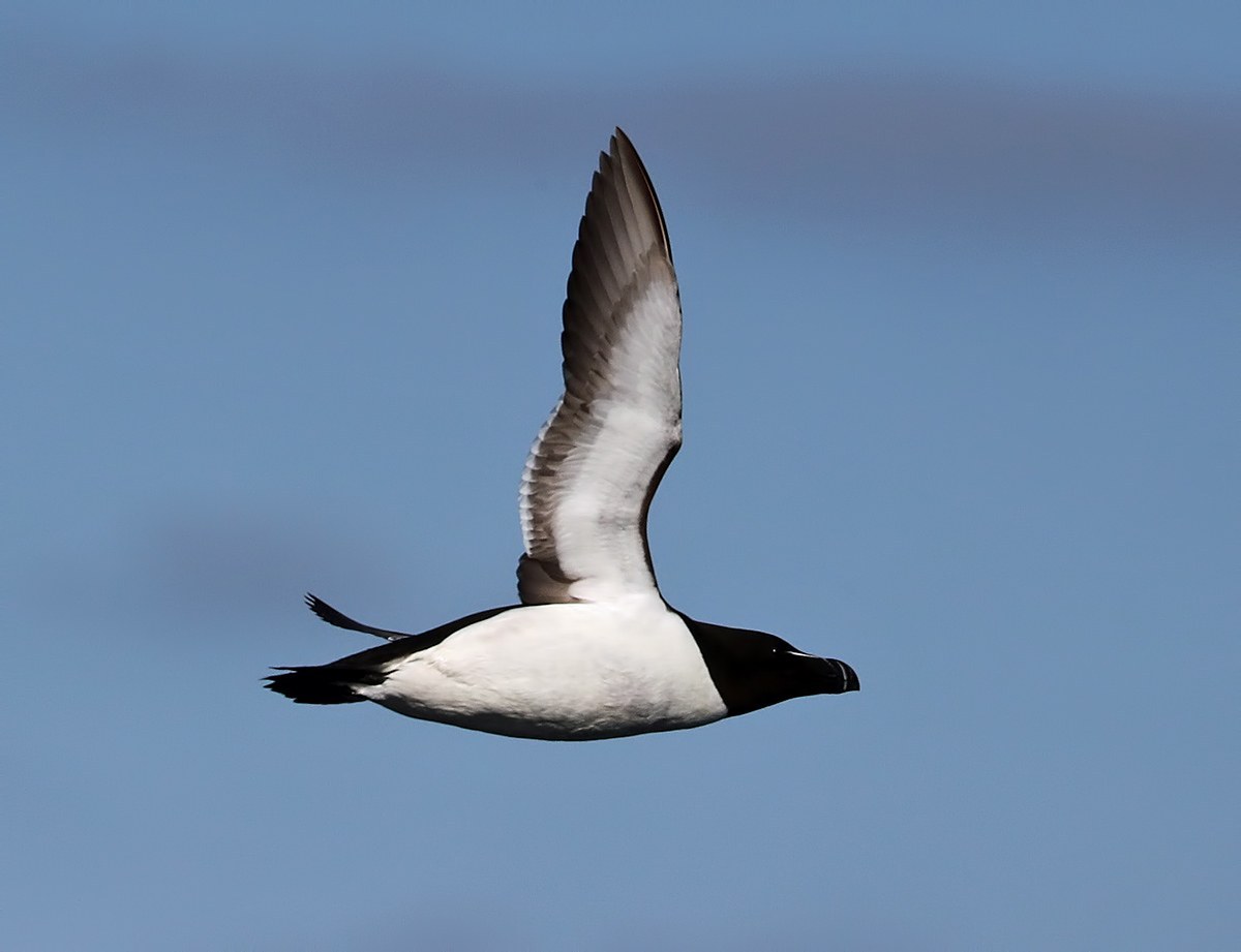 Razorbill (Alca torda)