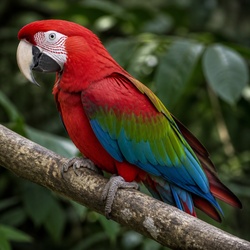 Red-and-green Macaw Identification Guide