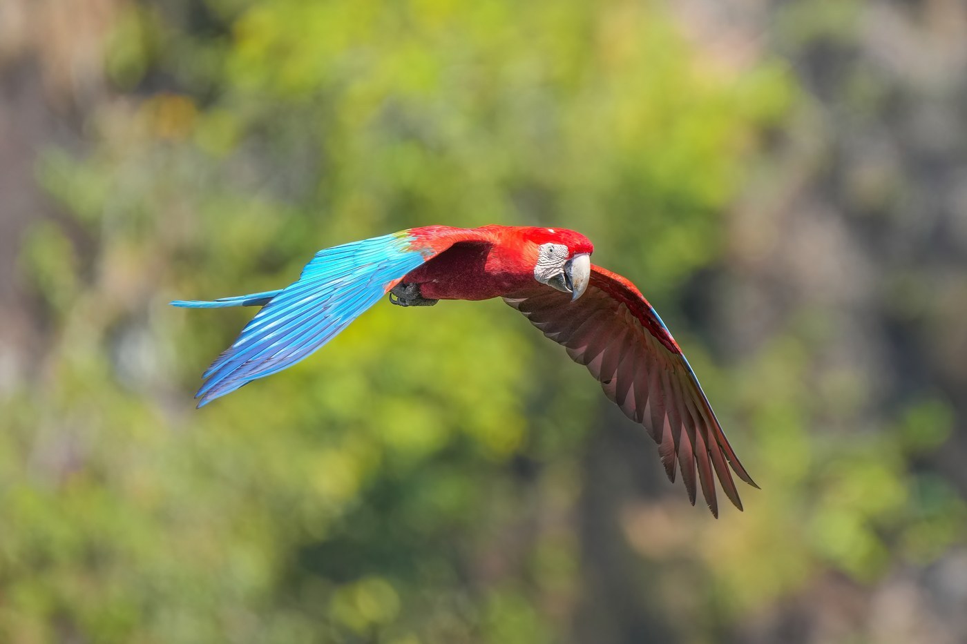 Red-and-green Macaw (Ara chloropterus)