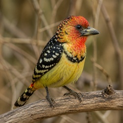Red-and-yellow Barbet Identification Guide