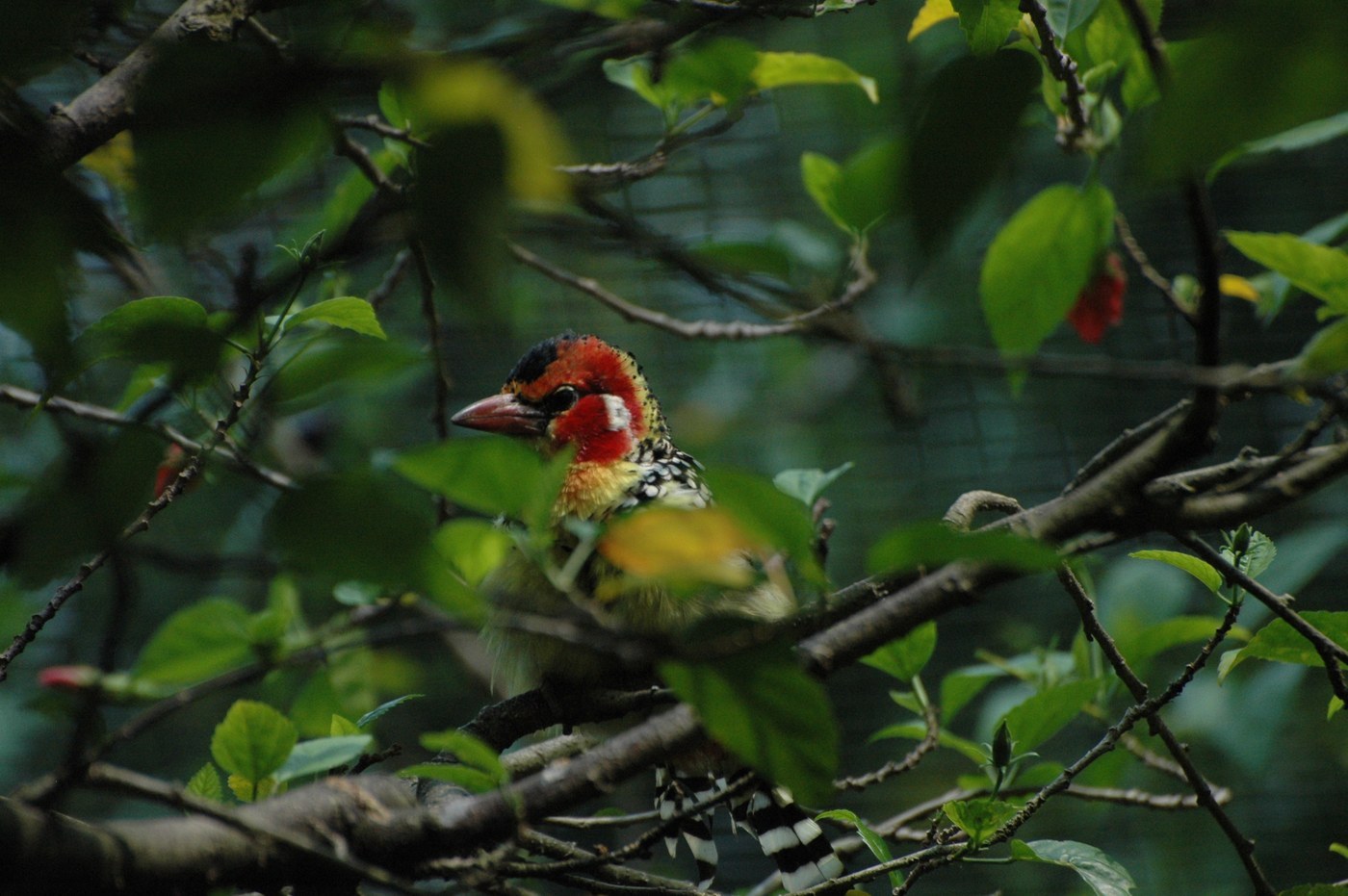 Red-and-yellow Barbet Identification Guide