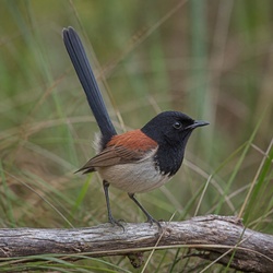 Red-backed Fairywren Identification Guide