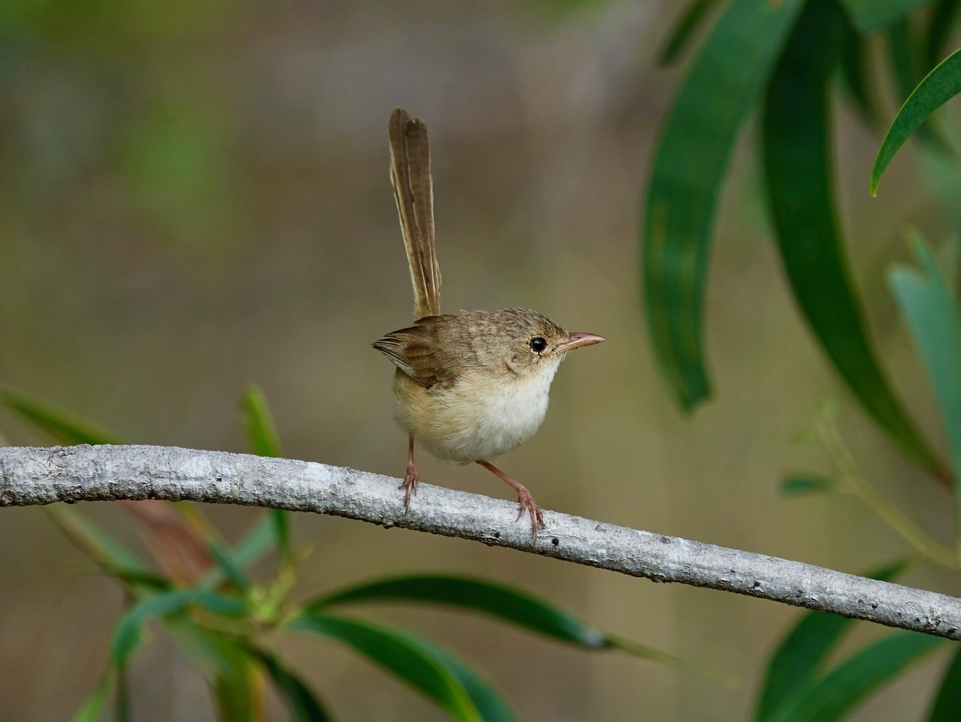 Red-backed Fairywren Identification Guide