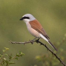 Red-backed Shrike Identification Guide