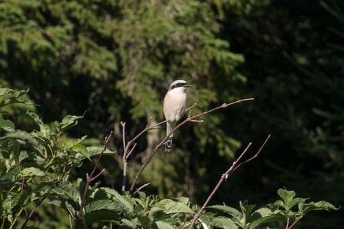 Red-backed Shrike