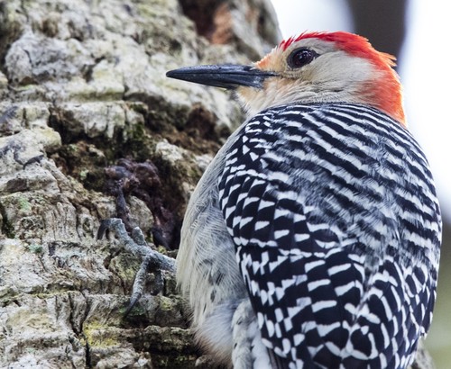 Red-bellied Woodpecker
