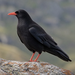 Red-billed Chough Identification Guide