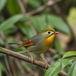 Red-billed Leiothrix Identification Guide