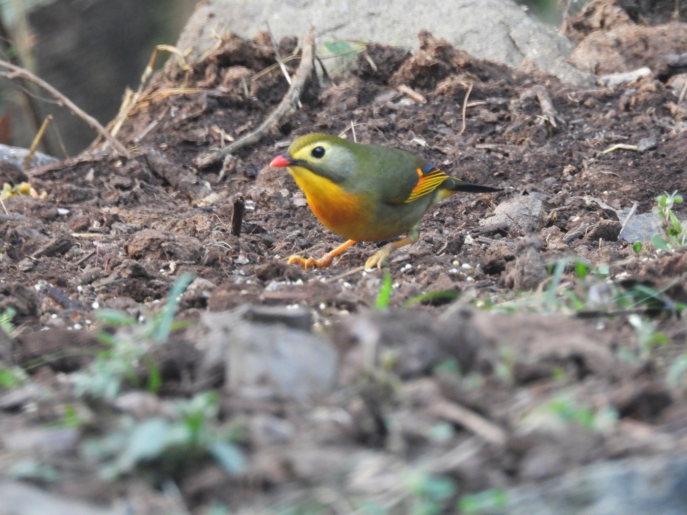 Red-billed Leiothrix (Leiothrix lutea)