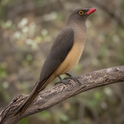 Red-billed Oxpecker Identification Guide