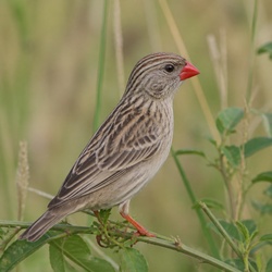 Red-billed Quelea Identification Guide