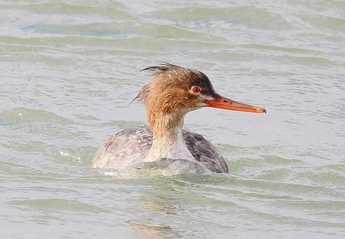 Red-breasted Merganser
