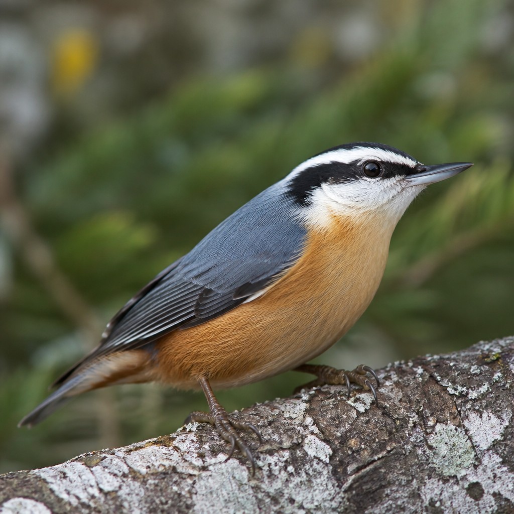 Red-breasted Nuthatch (Sitta canadensis)