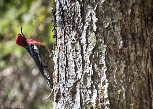 Red-breasted Sapsucker