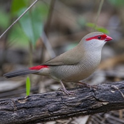 Red-browed Finch Identification Guide