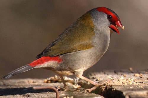 Red-browed Finch