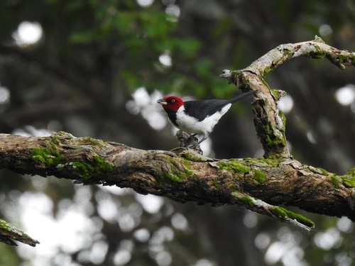 Red-capped Cardinal