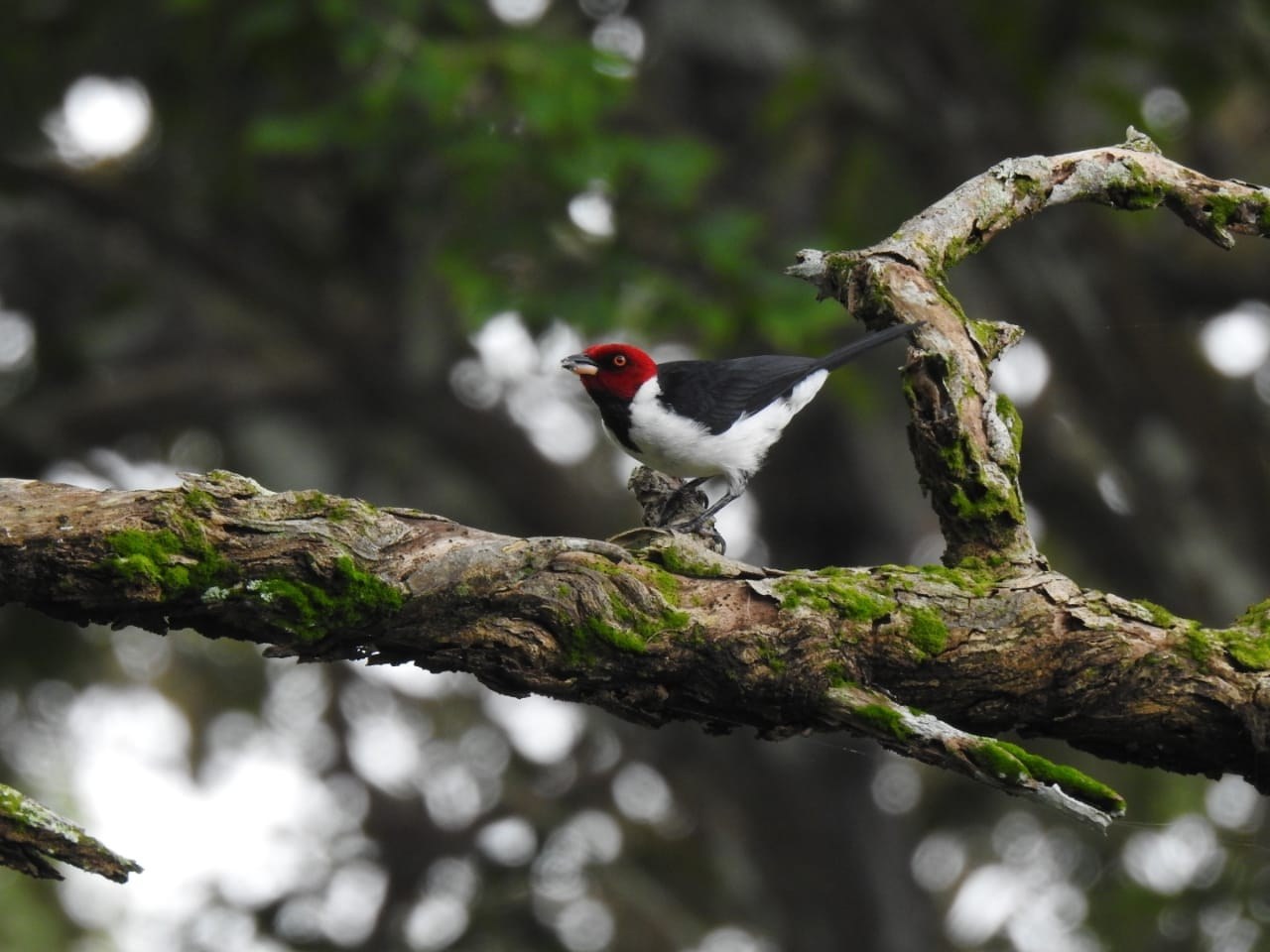 Red-capped Cardinal (Paroaria gularis)
