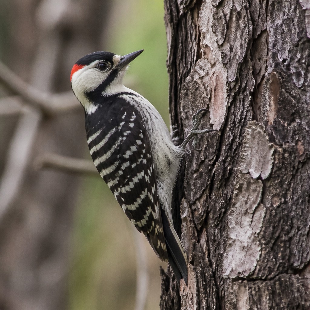 Red-cockaded Woodpecker