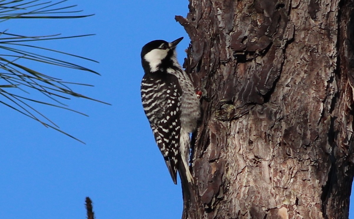 Red-cockaded Woodpecker (Dryobates borealis)