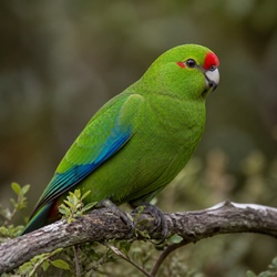 Red-crowned Parakeet Identification Guide