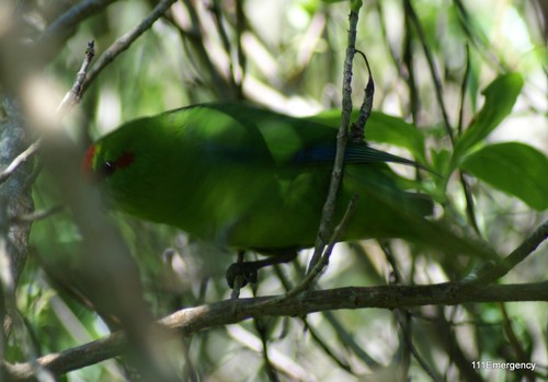 Red-crowned Parakeet
