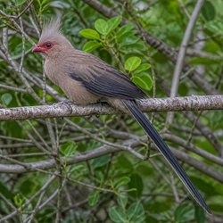 Red-faced Mousebird Identification Guide