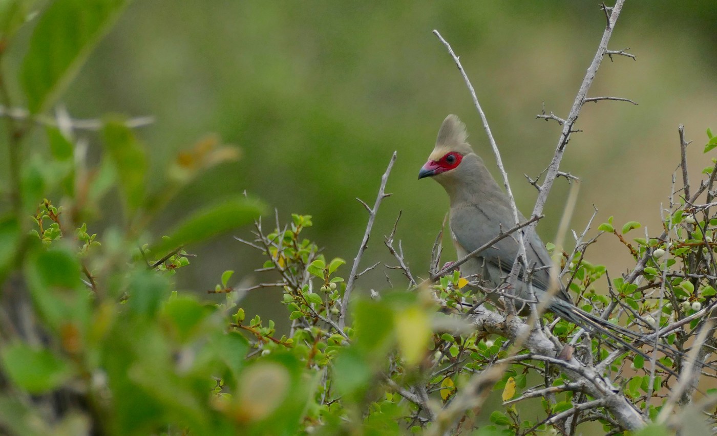 Red-faced Mousebird (Urocolius indicus)