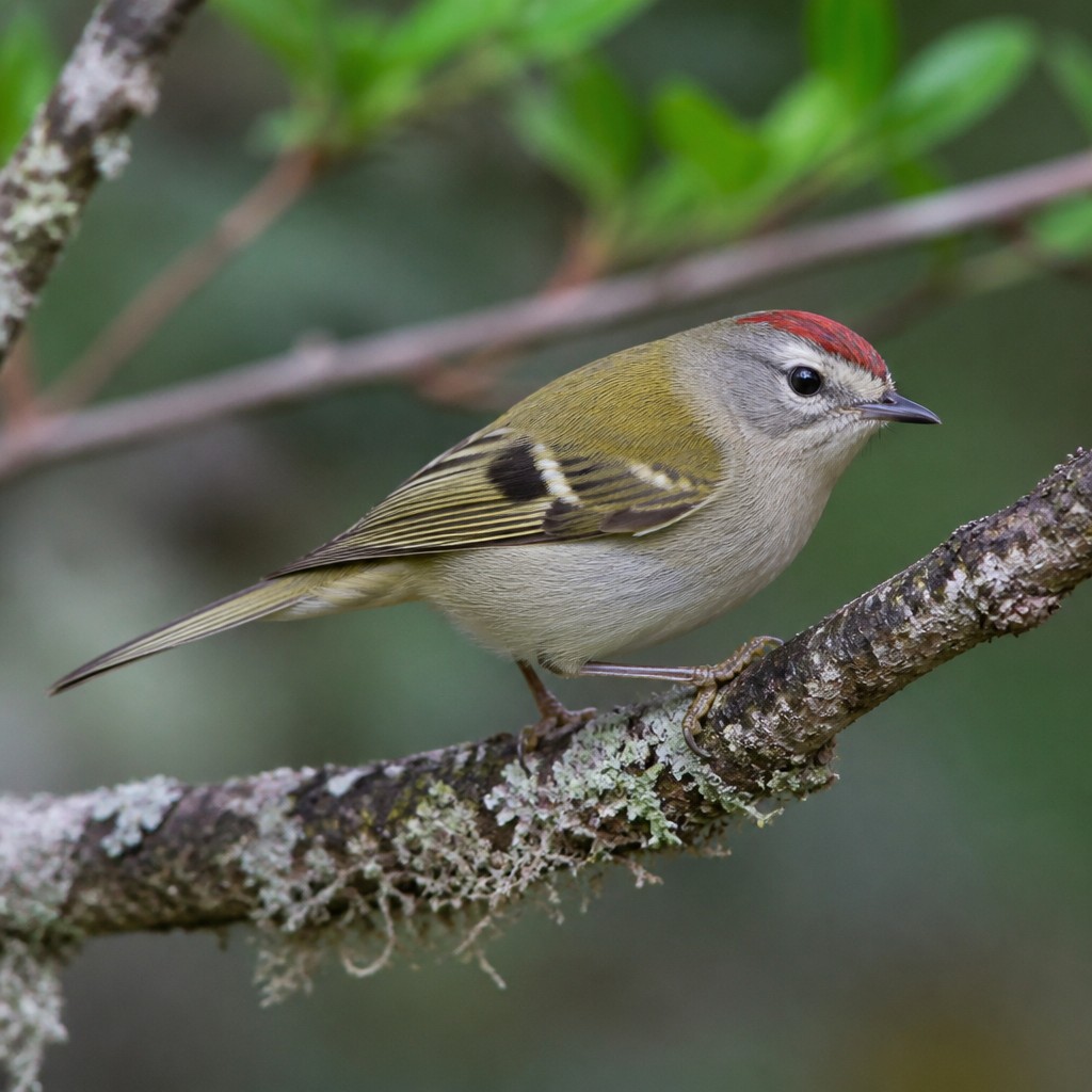 Red-faced Warbler (Cardellina rubrifrons)