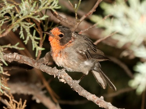 Red-faced Warbler