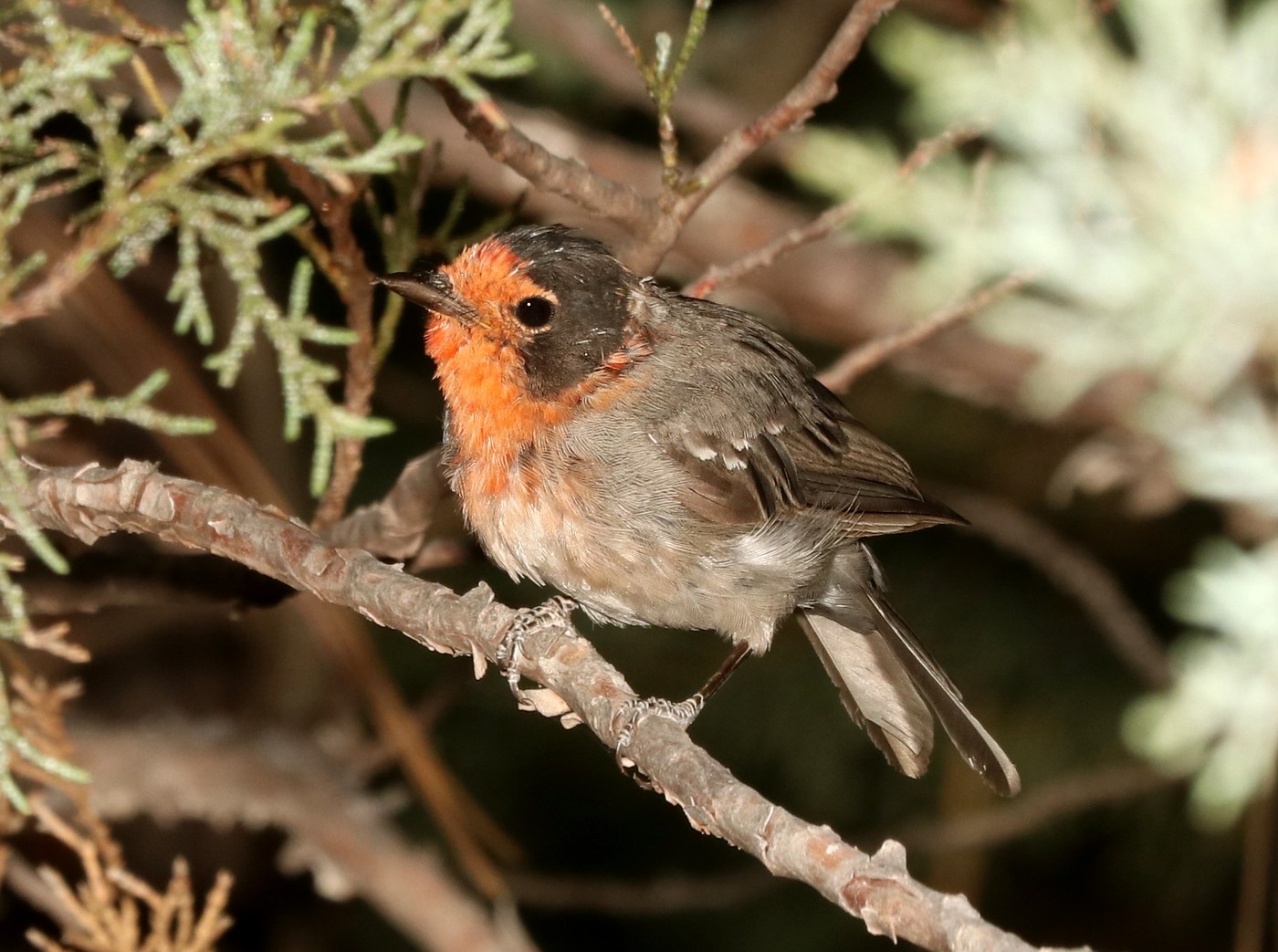 Red-faced Warbler (Cardellina rubrifrons)