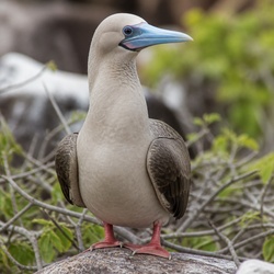 Red-footed Booby Identification Guide